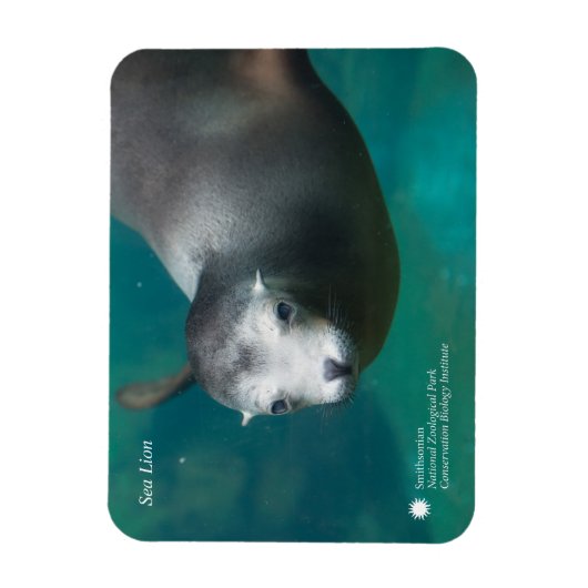 Smithsonian | Zee Lion Magneet (Verticaal)