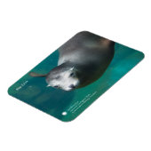 Smithsonian | Zee Lion Magneet (Linkerzijde)