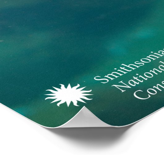 Smithsonian | Zee Lion Poster (Hoek)