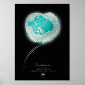 SMITHSONITE POSTER (Voorkant)