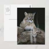 Smoker Puma Briefkaart (Voorkant / Achterkant)