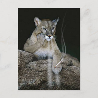 Smoker Puma Briefkaart