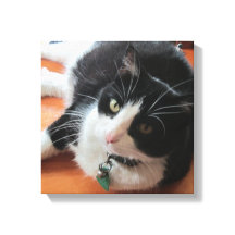 Smokey De Kat Canvas Print