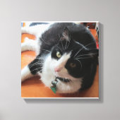 Smokey De Kat Canvas Print (Voorkant)