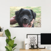 Smokey Poseert Voor De Camera Poster (Thuiskantoor)