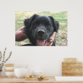 Smokey Poseert Voor De Camera Poster (Keuken)