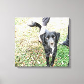 Smokey Poses for Camera Canvas Print (Voorkant)