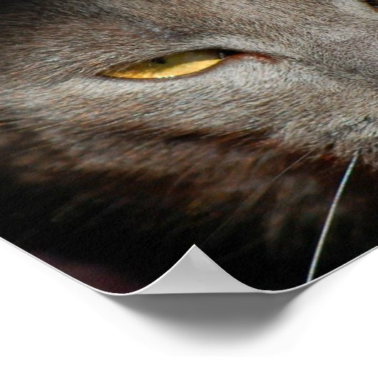 Smokey the Cat poster (Hoek)