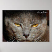 Smokey the Cat poster (Voorkant)