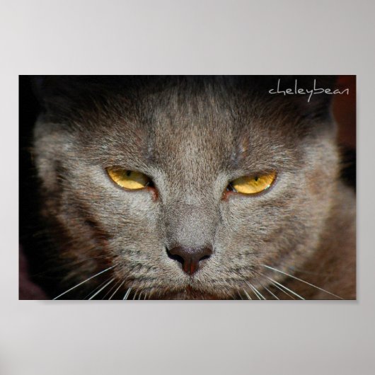 Smokey the Cat poster (Voorkant)