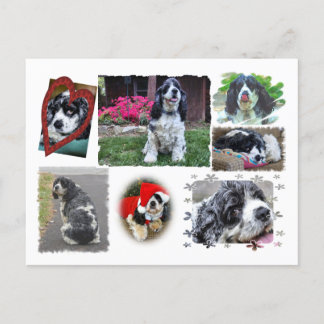 Smokey-the Spaniel Briefkaart