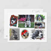 Smokey-the Spaniel Briefkaart (Voorkant / Achterkant)