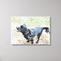 Smokey wacht om te gaan wandelen