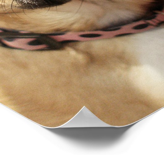 smokkel poster (Hoek)