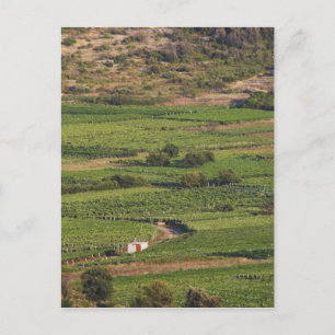 Smokvica wijngaarden op Korcula vanuit de Toreta Briefkaart