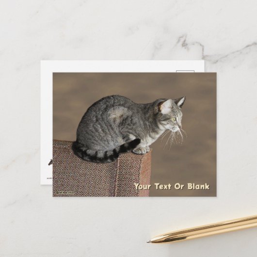 Smoky Grey Tabby Kat Briefkaart (Voorkant / Achterkant in situ)
