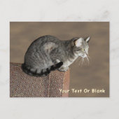 Smoky Grey Tabby Kat Briefkaart (Voorkant)