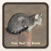 Smoky Grey Tabby Kat Kartonnen Onderzetters (Voorkant)