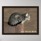 Smoky Grey Tabby Kat Poster (Voorkant)