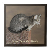 Smoky Grey Tabby Kat Tegeltje (Voorkant)