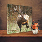 Smoky Mountain Elk Canvas Afdruk