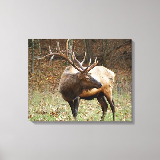 Smoky Mountain Elk Canvas Afdruk (Voorkant)