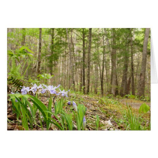 Smoky Mountain Trail in Spring (Voorkant Horizontaal)