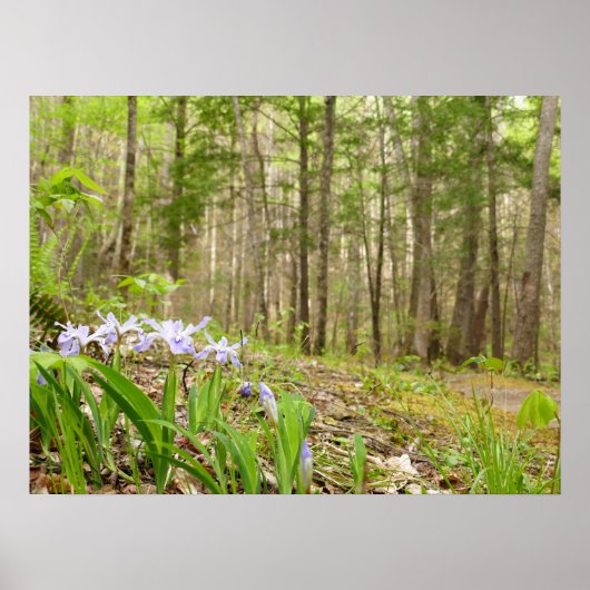 Smoky Mountain Trail in Spring Poster (Voorkant)