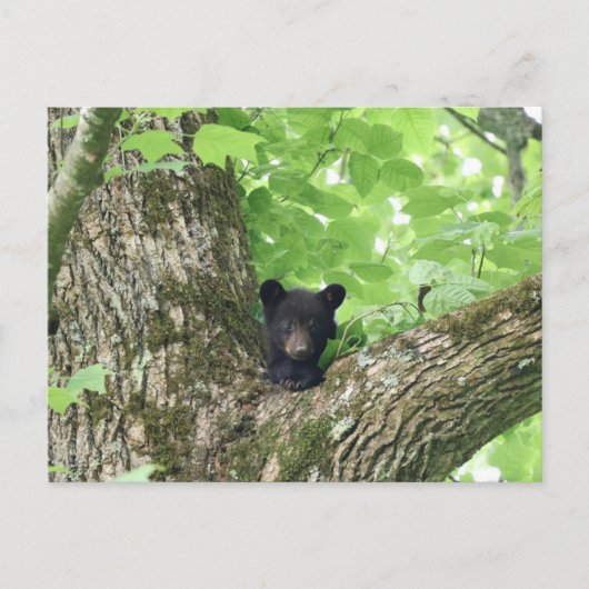 Smoky Mountains Black Bear Cub Wildlife Briefkaart (Voorkant)
