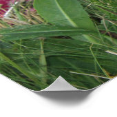 Smoochie Poster (Hoek)