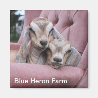 Smooshie Baby Geitenmagneet Magneet