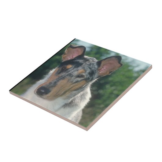 Smooth Blue Merle Collie Tile Tegeltje (Zijkant)