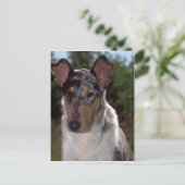 Smooth Collie Briefkaart (Staand voorkant)