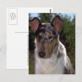 Smooth Collie Briefkaart (Voorkant / Achterkant)