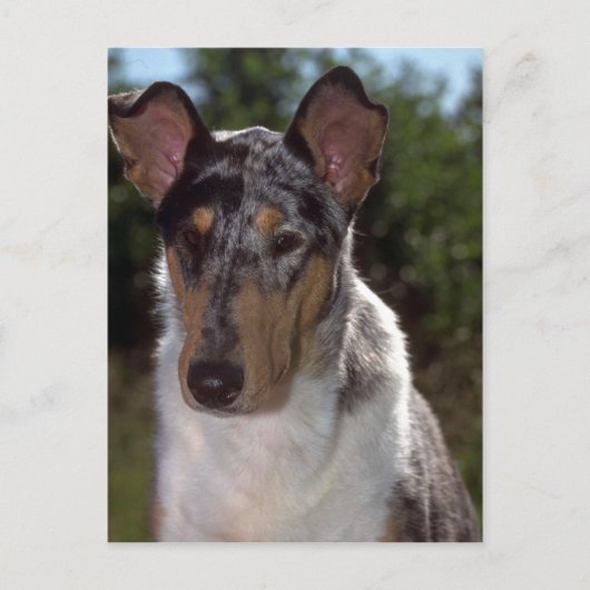 Smooth Collie Briefkaart (Voorkant)