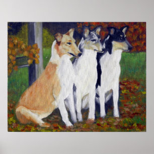 Smooth Collie Dog Portret Poster