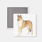 Smooth Collie Gifts Magneet (Voorkant / Achterkant)