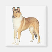 Smooth Collie Gifts Magneet (Voorkant)