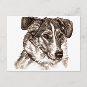 Smooth Collie Portrait Briefkaart