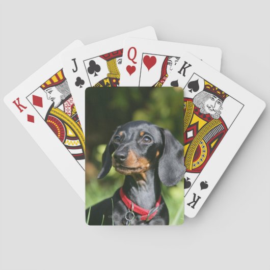 Smooth-haired Miniature Dachshund 3 Pokerkaarten (Achterkant)