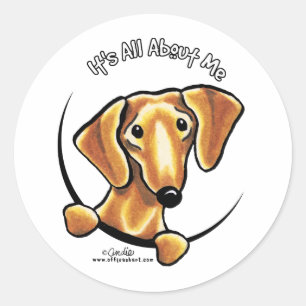 Smooth Red Dachshund heeft alles over mij Ronde Sticker