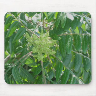 Smooth Sumac Flowers Mousepad Muismat