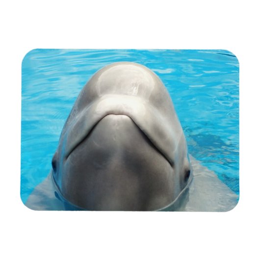 Smug Beluga Whale Flexibele Magnet Magneet (Horizontaal)