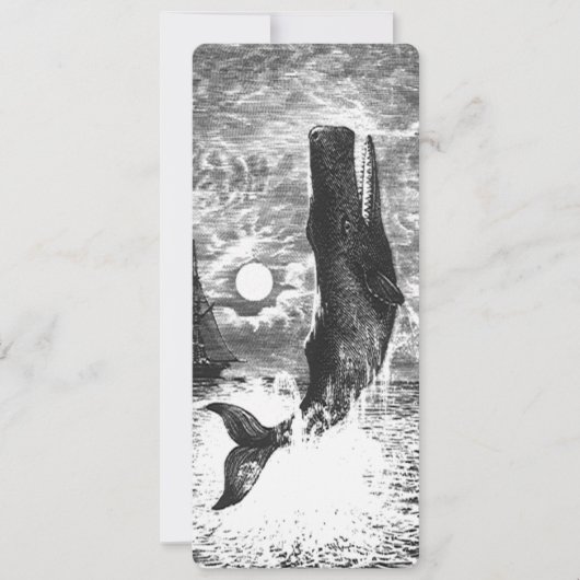  snaarwalvissen, zeedieren (Voorkant)