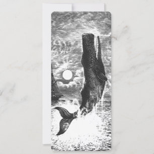  snaarwalvissen, zeedieren