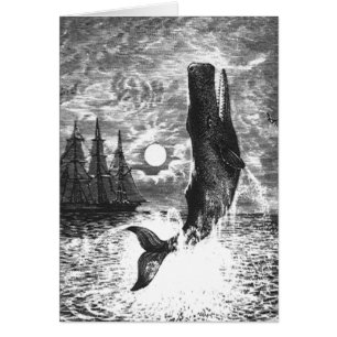  snaarwalvissen, zeedieren