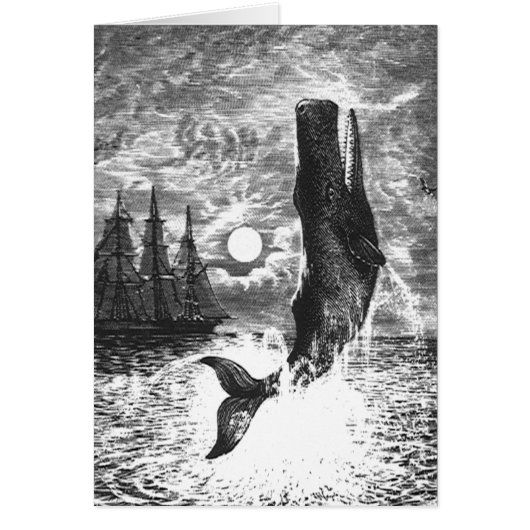  snaarwalvissen, zeedieren (Voorkant)