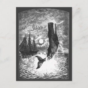 snaarwalvissen, zeedieren briefkaart