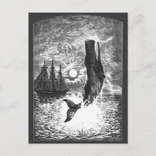  snaarwalvissen, zeedieren briefkaart (Voorkant)
