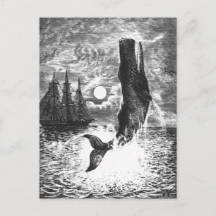  snaarwalvissen, zeedieren briefkaart